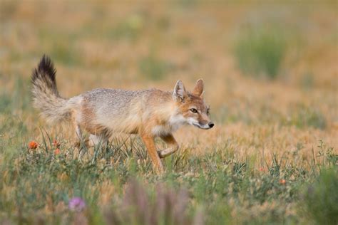 Swift Fox Mammals Of Texas · Naturalista Mexico