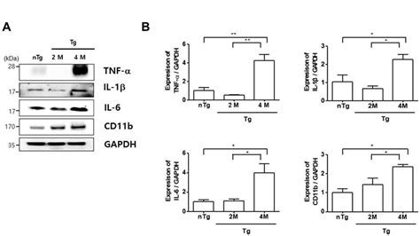 Journal Of Biomedical And Translational Research