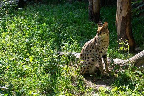 Serval Wild Cat Stock Image Image Of Natural Africa 228450113