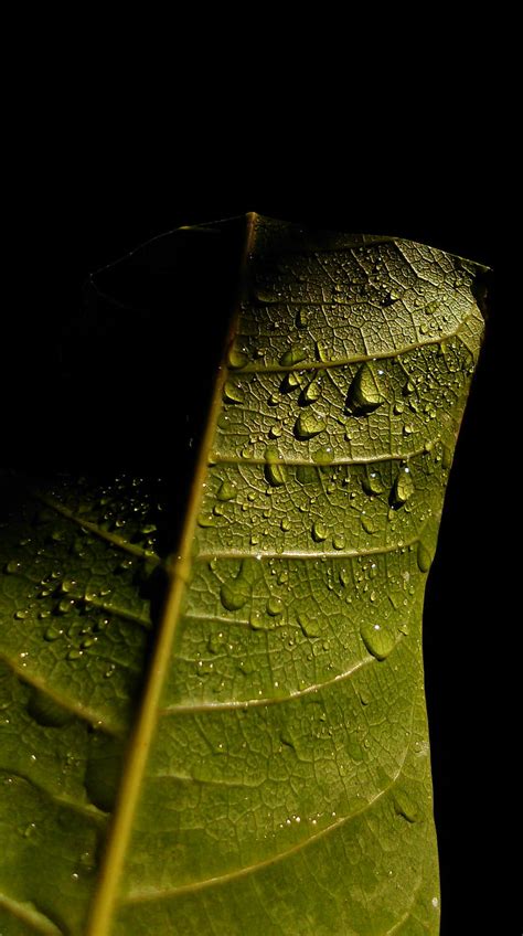 Water Droplets On Green Leaf Hd Phone Wallpaper Peakpx