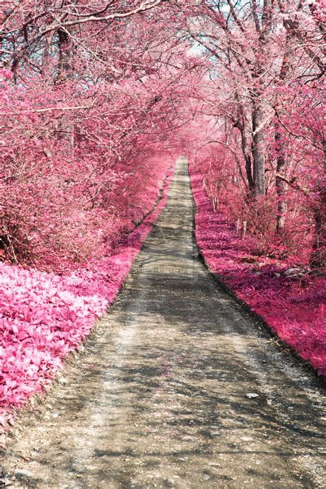 Beautiful Pink Blossom Path Paths Forest Path