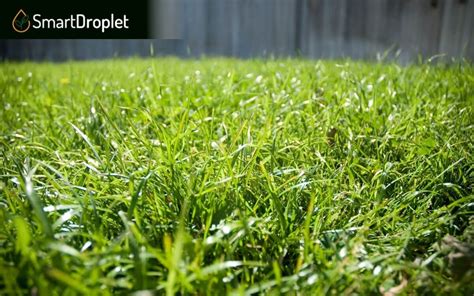 Types Of Bermuda Grass And Best Varieties For Lawns