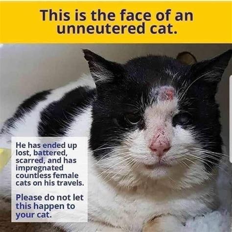An Un Neutered Tom Cat Cats Sick Cat Therapy Animals