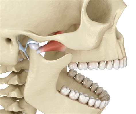 Temporomandibular Joint Anatomy Ph