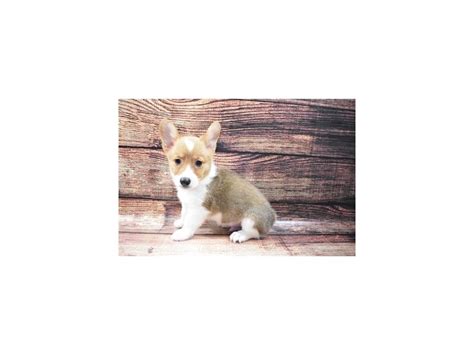 That is why we treat them the same way you are going to treat them. Pembroke Welsh Corgi-DOG-Male-Red-2855865-Petland ...