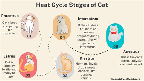 How Long Do Cats Stay In Heat All Cat Care Explained