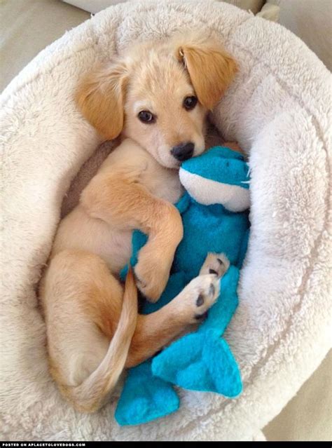16 Dogs Who Are Best Friends With Their Stuffed Animals Cute Animals