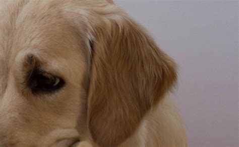Dog Photography Golden Retriever Eye Golden Retriever Ear Golden