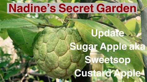 What kind of climate does a custard apple tree grow in? Update on growing "Annona Squamos"Sugar Apple aka Sweetsop ...