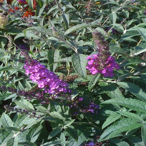 Pink Delight Butterfly Bush At