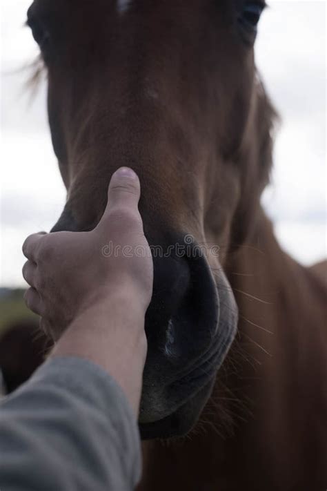 Head Brown Horse Touches Human Hand Stock Photos Free And Royalty Free
