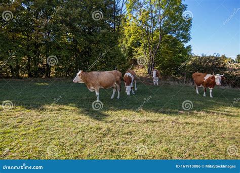 Cows Grazing On Green Fields Stock Photo Image Of Farmland Farm