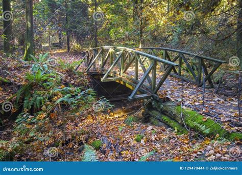 Wooden Bridge Hiking Trail Lush Autumn Foliage Stanley Park Vancouver