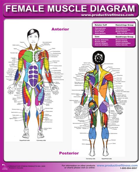 The muscular system is responsible for the movement of the human body. Download Female Muscle Diagram for Free - FormTemplate