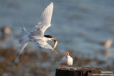 Terns In Love Travel Through Pictures Com