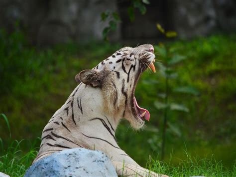 White Tiger No Man Eater Delhi Zoo Delhi Photos