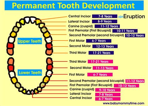 Permanent And Primary Tooth Chart