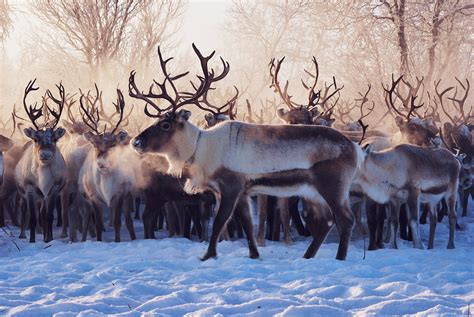 Best Time To See Reindeer Migration In Norway 2023 Roveme