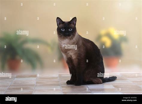 Classic Siamese Cat Stock Photo Alamy