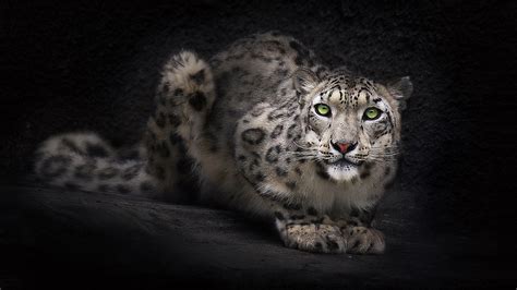 Mac Os X Snow Leopard Wallpaper Hd 60 Images