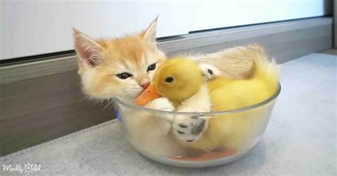 Duckling And Kitten Friends Spend All Their Time Snuggling Petz