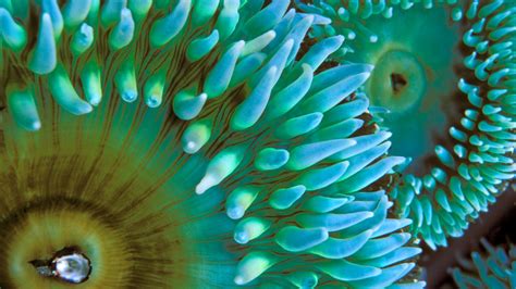 Wallpaper Green Underwater Coral Reef Sea Anemones Close Up