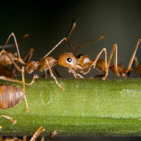 How To Get Rid Of Fire Ants Proactive Pest Control