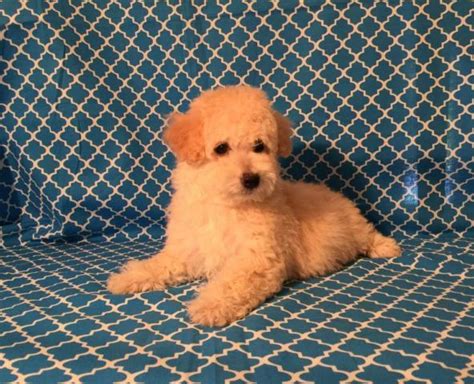 French Poodle Puppies For Sale In Monterey Park California Classified