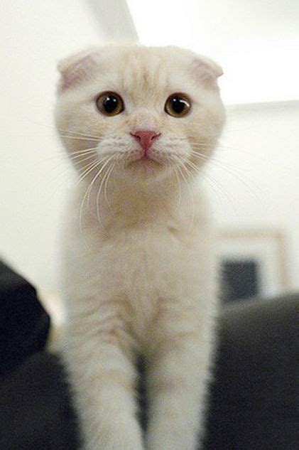 Astonished Cat Scottish Fold Cats Munchkin Cat Scottish Fold