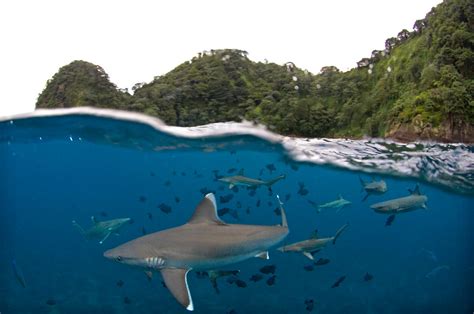 Tv With Thinus National Geographic Travels To Shark