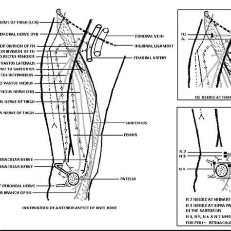 Nerve Supply Of The Knee Joint Download Table
