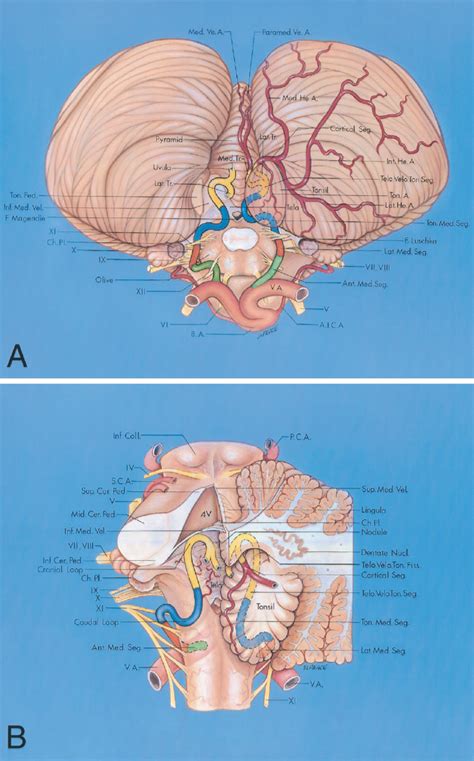 Segments Of The Posterior Cerebral Artery Neuroanatomy The