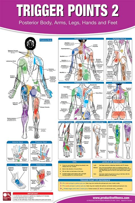 trigger point chart pdf