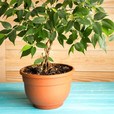 23 Easy Houseplants To Grow Better Homes And Gardens