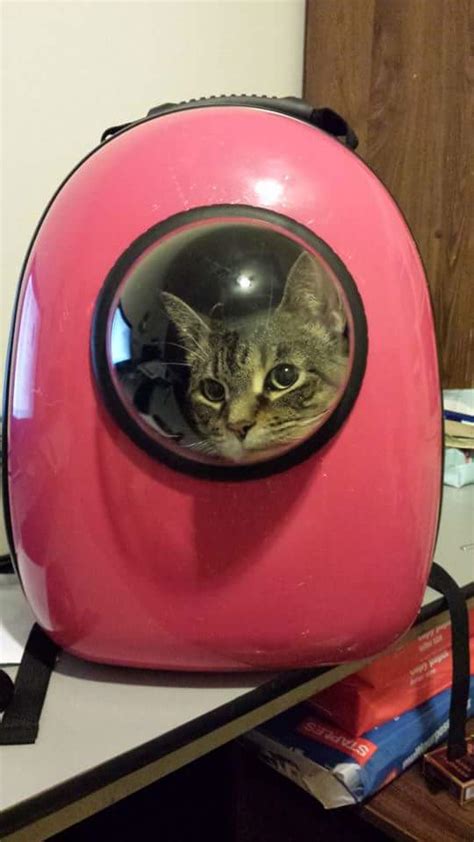 By taking on the task of finding your pet a home, you can also reduce competition for limited space and resources in shelters or rescues. Adorable Cat Backpack Will Ruin Your Cat's Life While ...
