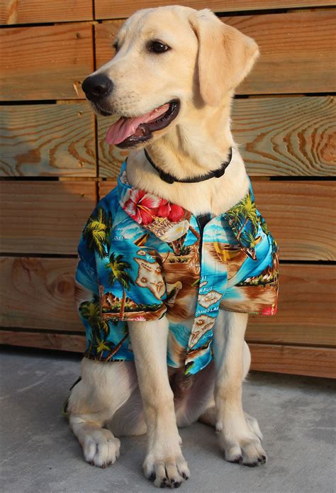 Search for hawaiian shirt in these categories. Hawaiian Shirts For Dogs - The Green Head
