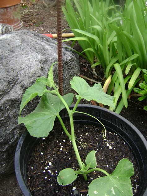 If you want to save some money, just pick up a pack of seeds, and direct sow them in your garden. My Travel and Garden Experience: TRAINING CUCUMBER PLANT