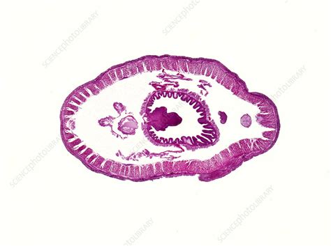 Common Earthworm Clitellum Light Micrograph Stock Image C0498791