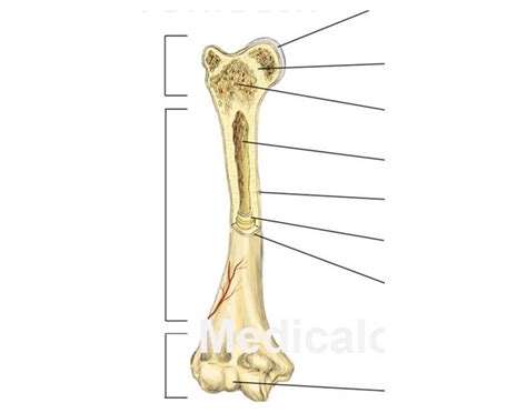 Makes up most of the bones's length and is composed of compact bone. Long bone diagram