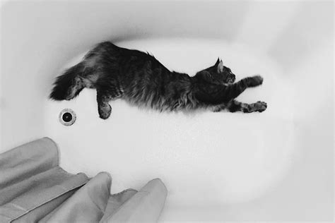 Can Cats Swim Exploring The Feline Relationship With Water