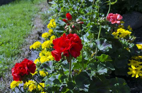 Companion Planting With Geraniums: What To Plant With Geranium Flowers