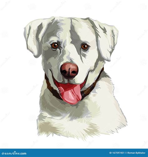 Head Of A White Labrador Retriever Dog Stock Vector Illustration Of