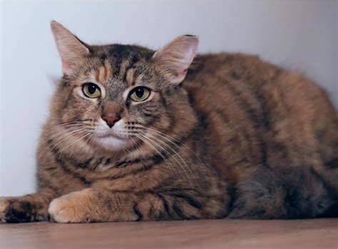 Ac Foxy Female Domestic Long Hair Cat In Wa Petrescue