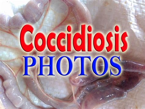 Coccidiosis In Chickens Photos Pictures