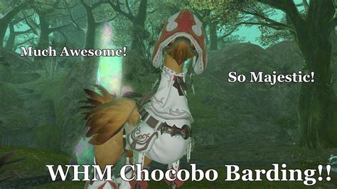 Whm Chocobo Barding And The Fastest Way To Level It To Rank 10 Youtube