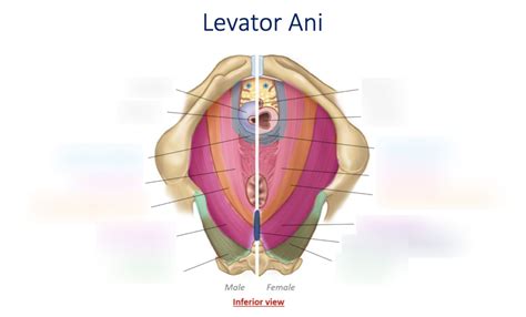 Y Urogenital Anatomy Levator Ani Diagram Quizlet