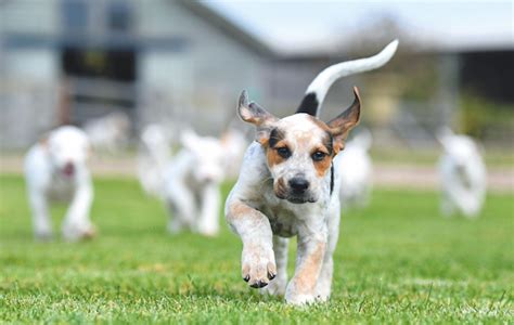 What You Need To Know About Hound Puppy Walking The Field