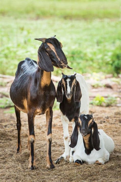 Goats In Farm Stock Image Image Of Friendly Fresh Cage 33181737