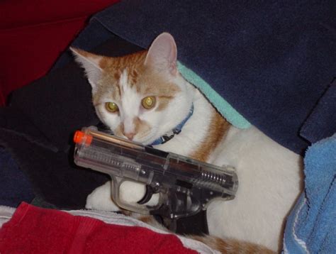 Kitten With Gun Picture Ebaums World