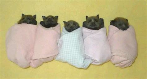 Look Like Baby Puppys But They Are Baby Bats Baby Animals Cute